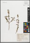 Foto von Salix purpurea L.